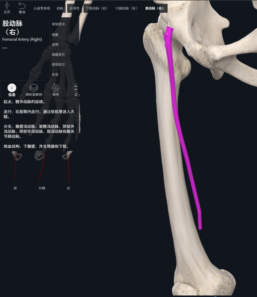 文件:解剖-3D模型-股动脉.png